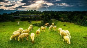 dong-cuu-an-hoa-ninh-thuan-6