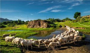 dong-cuu-an-hoa-ninh-thuan-7