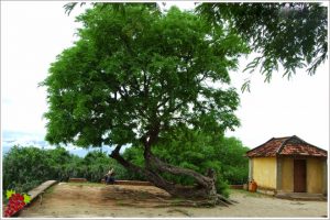 thap-cham-ninh-thuan-6